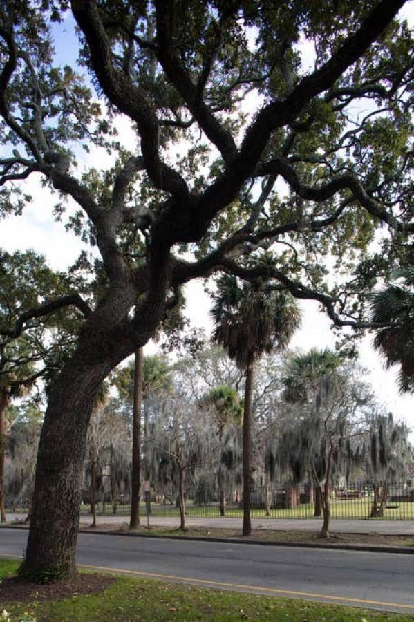 Newly Renovated 4 Bed 3 Bath And 2 Parking Spots Villa Savannah Exterior foto